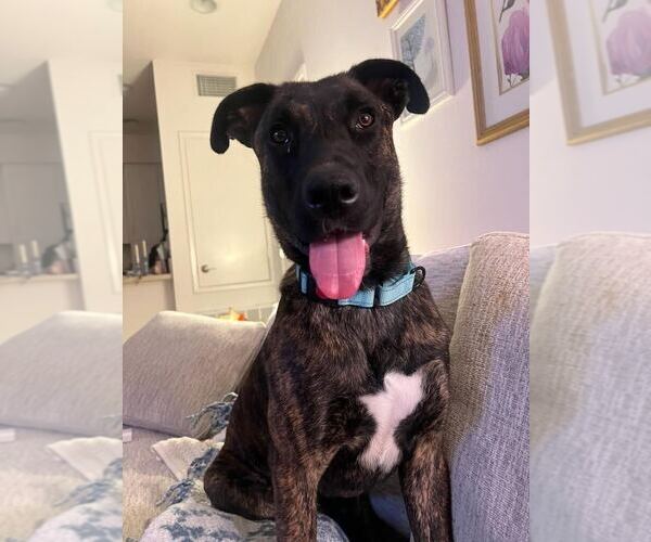 Medium Photo #1 Holland Shepherd-Unknown Mix Puppy For Sale in Dana Point, CA, USA