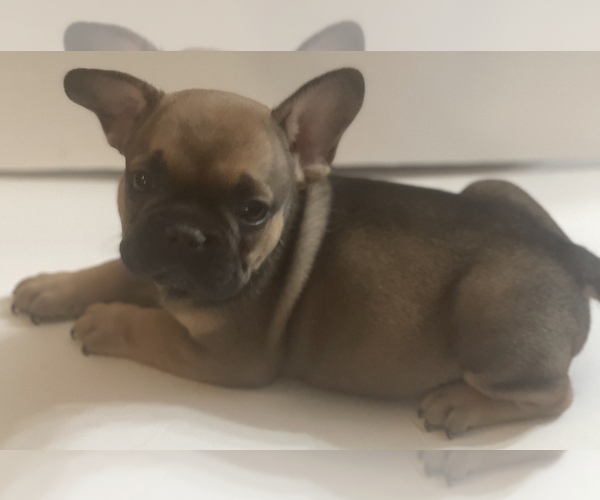 Medium Photo #2 French Bulldog Puppy For Sale in NEW PORT RICHEY, FL, USA