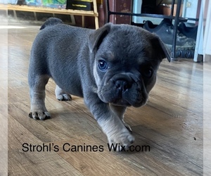French Bulldog Puppy for sale in N PARKERSBURG, WV, USA
