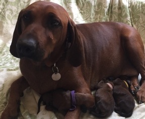 Father of the Redbone Coonhound puppies born on 08/14/2018