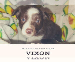 Border Collie Puppy for sale in SALISBURY, NC, USA