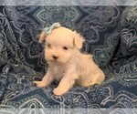Small Photo #2 Maltese Puppy For Sale in NEW HOLLAND, PA, USA
