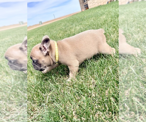 Medium Photo #2 French Bulldog Puppy For Sale in CANYON, TX, USA