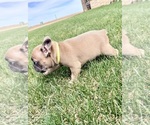 Small Photo #2 French Bulldog Puppy For Sale in CANYON, TX, USA