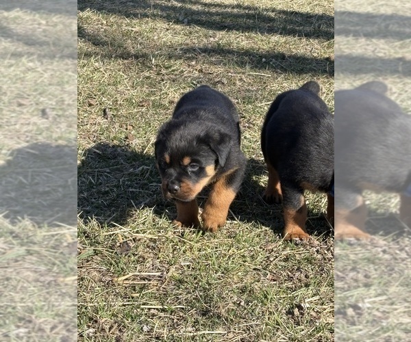Medium Photo #4 Rottweiler Puppy For Sale in POLO, MO, USA