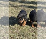 Small Photo #4 Rottweiler Puppy For Sale in POLO, MO, USA