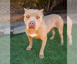 Small Photo #2 American Staffordshire Terrier-Bulldog Mix Puppy For Sale in Albuquerque, NM, USA