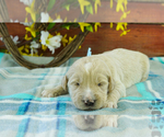 Puppy 1 English Cream Golden Retriever-Poodle (Standard) Mix