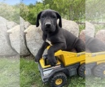 Small Great Dane