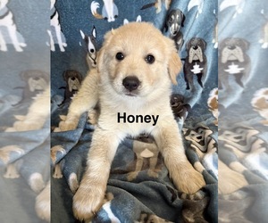 Great Pyrenees Puppy for sale in ORMOND BEACH, FL, USA
