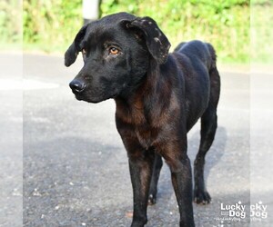 Feist Terrier-Labrador Retriever Mix Dogs for adoption in Washington, DC, USA