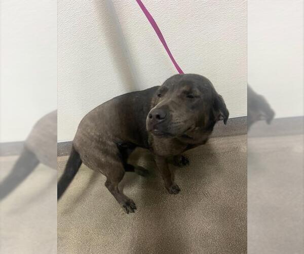 Medium Photo #1 Labrador Retriever-Unknown Mix Puppy For Sale in HESPERIA, CA, USA
