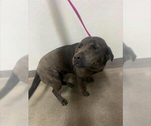 Medium Labrador Retriever Mix