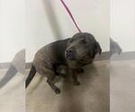 Small Labrador Retriever Mix