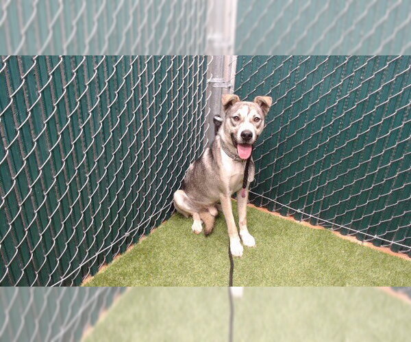 Medium Photo #1 Siberian Husky-Unknown Mix Puppy For Sale in Downey, CA, USA