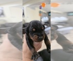 Puppy Grey collar Doberman Pinscher