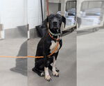 Small Labrador Retriever Mix