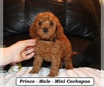 Small #3 Cockapoo (Miniature)