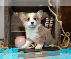 Medium Pembroke Welsh Corgi