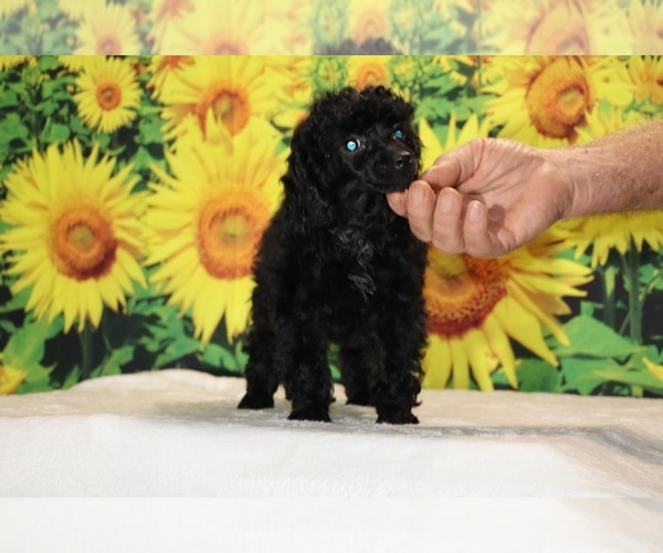 Medium Photo #6 Poodle (Toy) Puppy For Sale in DYERSBURG, TN, USA