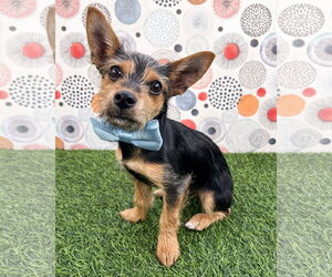 Moose - Male Chihuahua-Unknown Mix Dog for Adoption - Photo #4