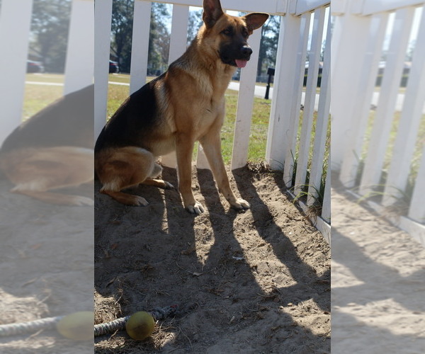 Medium Photo #1 German Shepherd Dog Puppy For Sale in ADEL, GA, USA