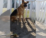 Small Photo #1 German Shepherd Dog Puppy For Sale in ADEL, GA, USA