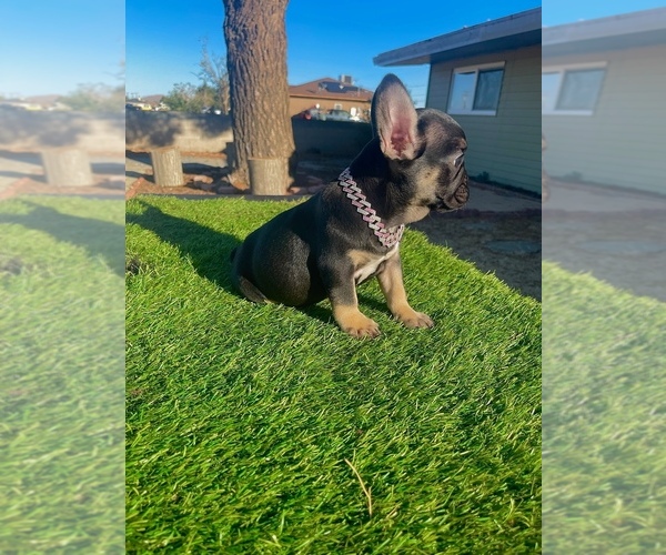 Medium Photo #8 French Bulldog Puppy For Sale in WEST HOLLYWOOD, CA, USA