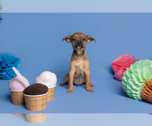 Medium Photo #8 Chihuahua-Unknown Mix Puppy For Sale in McKinney, TX, USA