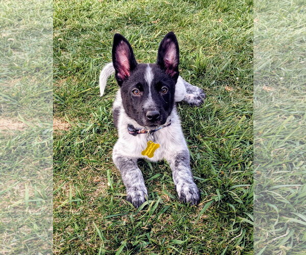 Medium Photo #1 Collie-Unknown Mix Puppy For Sale in Sandy, UT, USA