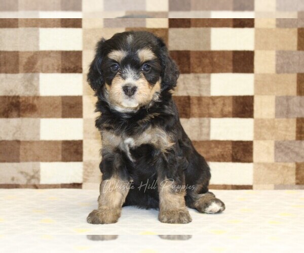 Medium Photo #4 Miniature Bernedoodle Puppy For Sale in DENVER, PA, USA
