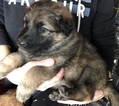 Small Photo #16 German Shepherd Dog Puppy For Sale in NEW BRAUNFELS, TX, USA