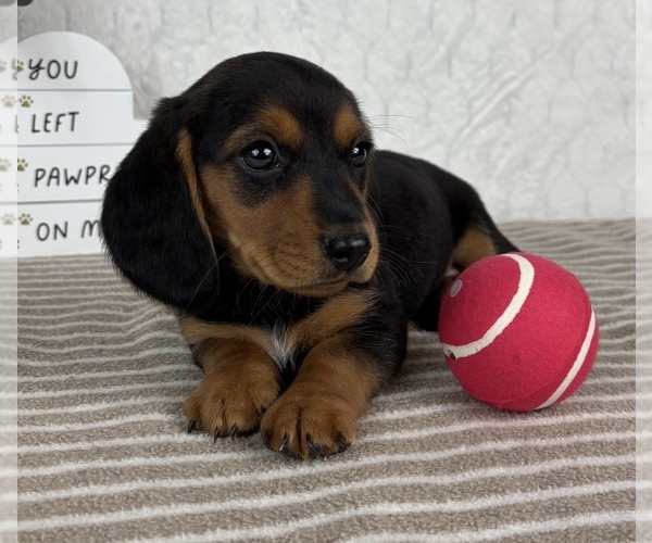 Medium Photo #5 Dachshund Puppy For Sale in GREENFIELD, IN, USA