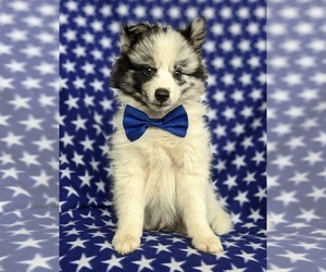 Pomsky Puppy for sale in EPHRATA, PA, USA