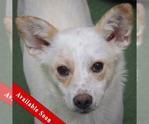 Mutt Dogs for adoption in Huntley, IL, USA