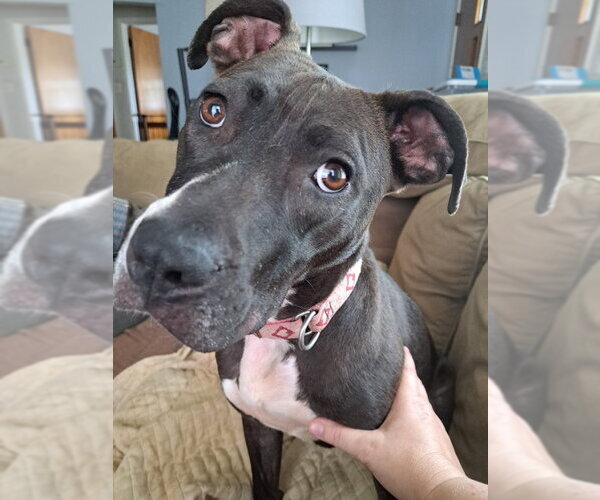 Medium Photo #55 American Pit Bull Terrier-Unknown Mix Puppy For Sale in Germantown, OH, USA