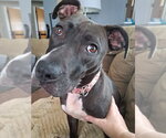 Small #54 American Pit Bull Terrier Mix