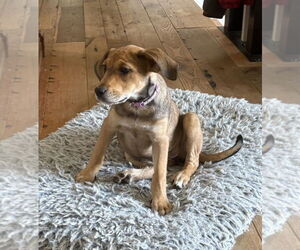 Mutt Dogs for adoption in Springdale, PA, USA