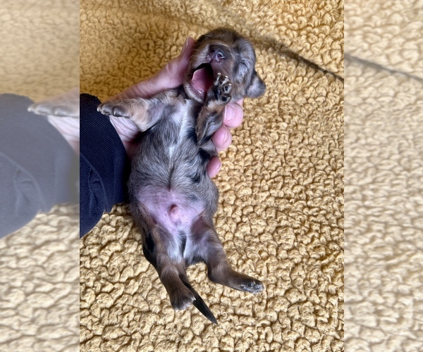 Medium Photo #5 Dachshund Puppy For Sale in NILES, MI, USA