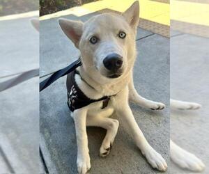 Siberian Husky Dogs for adoption in Santa Cruz, CA, USA