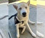 Small Siberian Husky