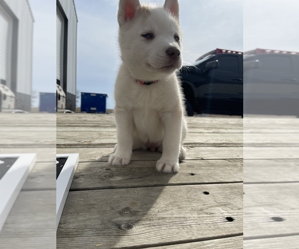 Medium Photo #5 Siberian Husky Puppy For Sale in OKAWVILLE, IL, USA