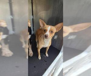 Chihuahua-Unknown Mix Dogs for adoption in San Antonio, TX, USA