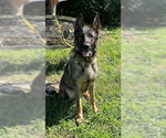 Small #2 German Shepherd Dog Mix