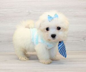 Maltese Puppy for sale in LAS VEGAS, NV, USA