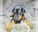 Small Photo #2 Doberman Pinscher Puppy For Sale in AUSTIN, TX, USA