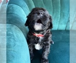 Small Photo #3 Aussiedoodle Miniature  Puppy For Sale in PURDON, TX, USA