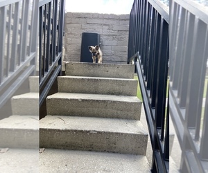Chiranian-Pomeranian Mix Puppy for sale in JACKSONVILLE, FL, USA