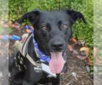 Small #3 Labrador Retriever Mix