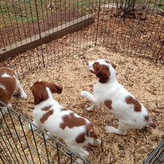 Brittany Puppy for sale in TATE, GA, USA